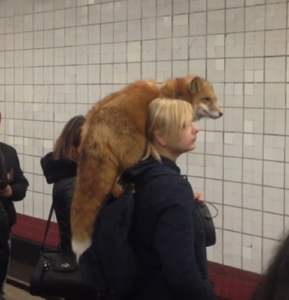 Znate onaj osećaj kad volite krzno, a nećete da ubijete životinju? (VIDEO)