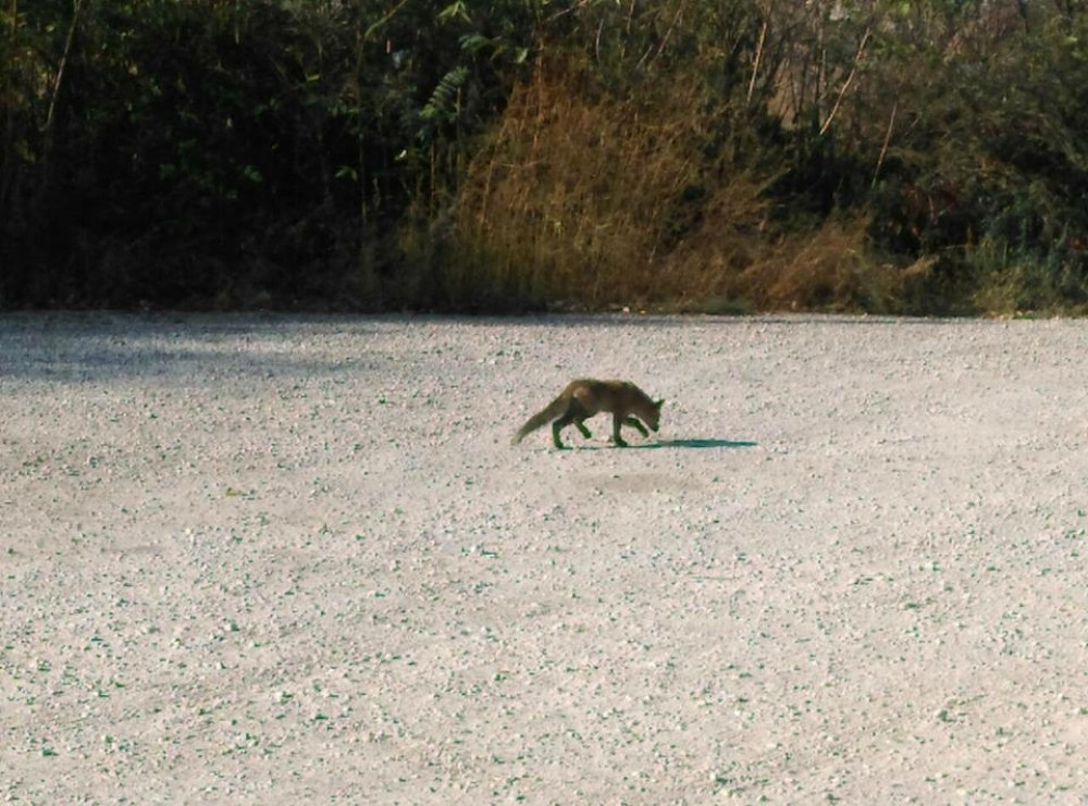 Lisice šetaju po Kikindi kao da je njihov dom! Ne smeju im ništa ni puškom, ni zamkom (VIDEO)