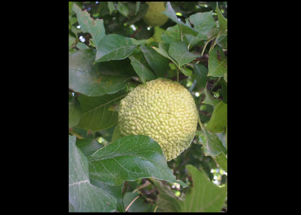 Plod ovog drveta preplavio je parkove u Srbiji, niko ne zna šta je, a koriste ga za LEČENJE RAKA!