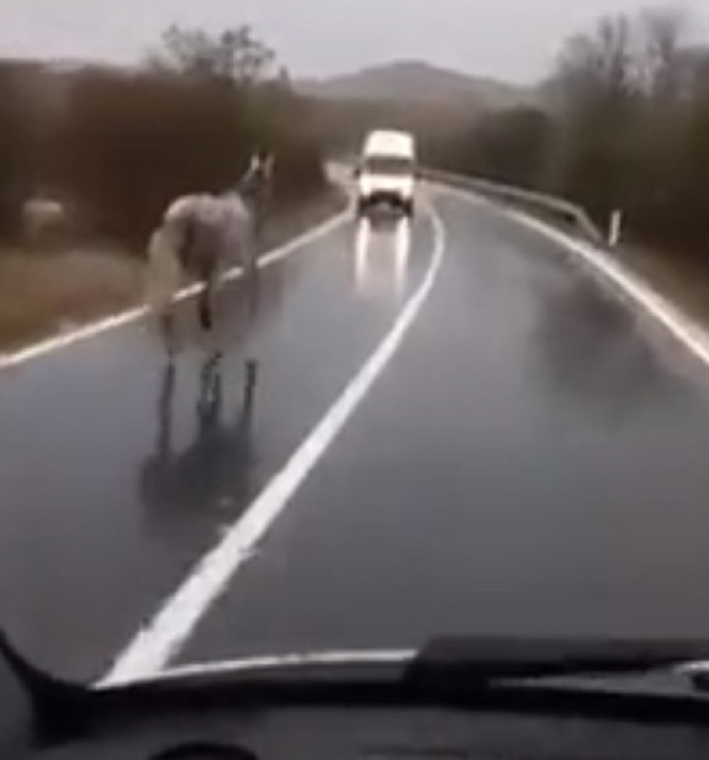 Konj trčao po kolovozu, a vozilo mu naišlo iz suprotnog smera... Da li je ovo nešto najpotresnije što ćete videti danas?! (UZNEMIRUJUĆ VIDEO)