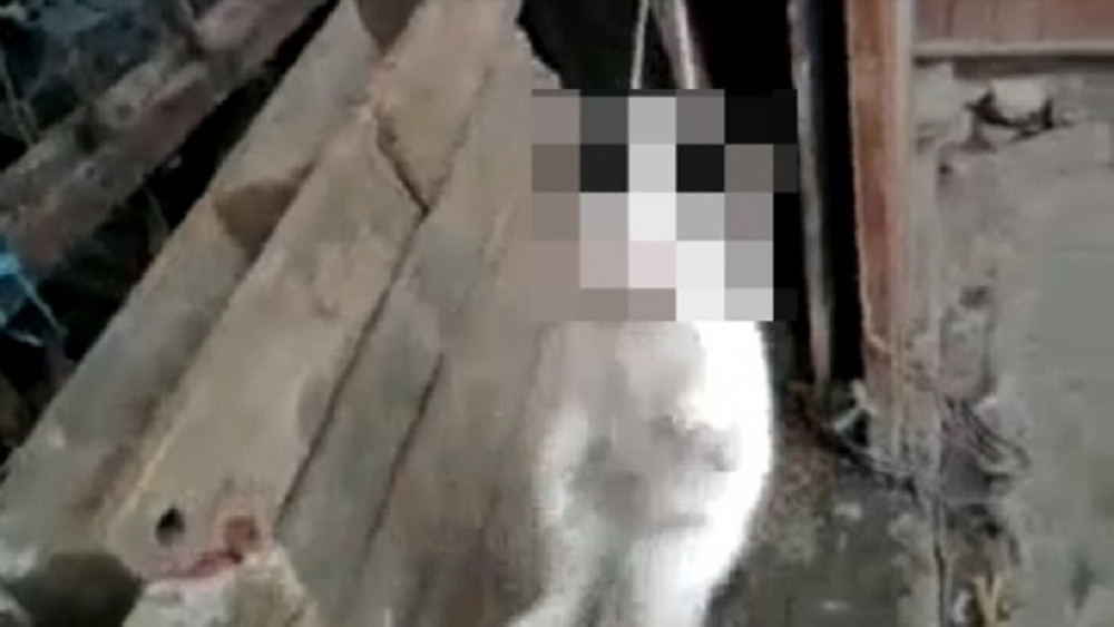 Dečak iz Kovina se zverski iživljavao nad mačkom! Obesio je, udarao šipkom dok joj lobanja nije pukla, pevao joj opelo, pa je mrtvu šutirao!