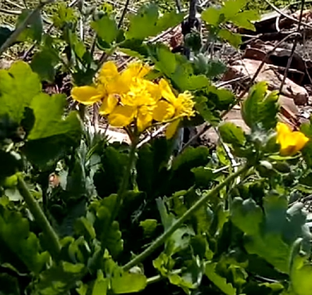 SPREČAVA MNOGE BOLESTI: Ova biljka raste svuda oko vas, zovu je Božjim darom, a niste ni svesni šta sve može da IZLEČI!