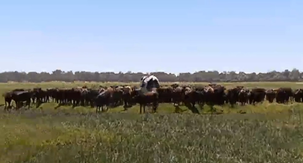 Visoka poput NBA košarkaša, teška kao automobil! (VIDEO)