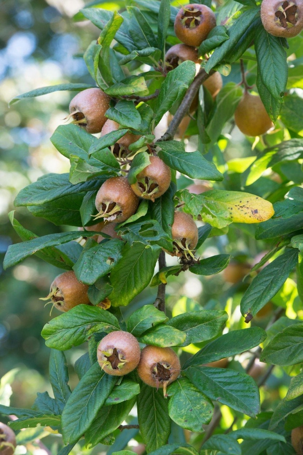 Ovo je jedino voće koje voli mraz, poslednje se bere, a Srbi su na njega skroz zaboravili!