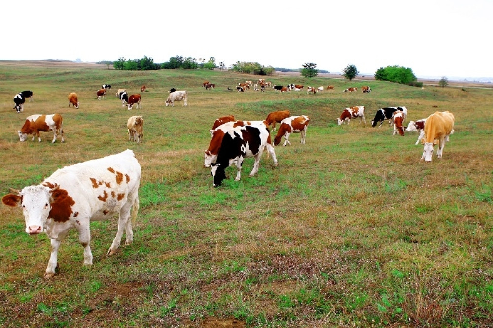 Rajko: Sponzorušice i faćkalice su mi uništile život, želim pravu ženu!