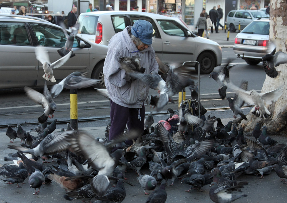 Ako na ulici vidite goluba sa ROZIKASTIM PERJEM, bežite glavom bez obzira!