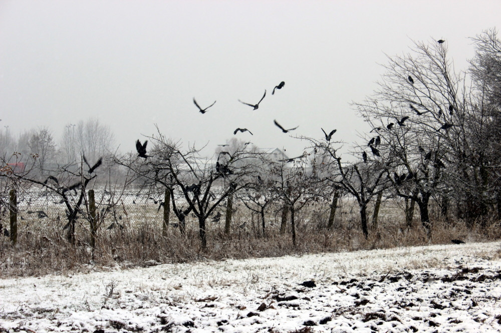 Telo muškarca pronađeno kod Šida