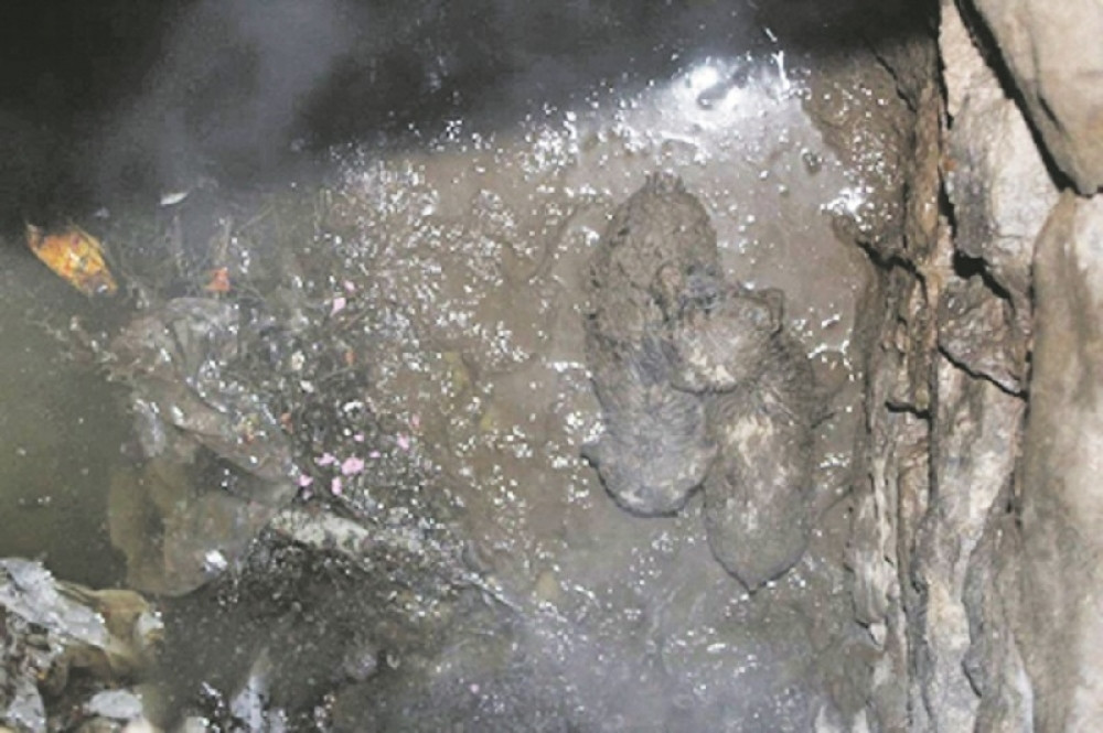 Štenci bačeni u poljski WC dva dana se smrzavali u fekalijama!