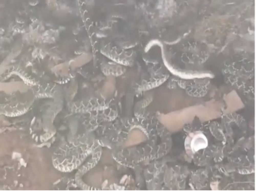 Kada su vlasnici podigli straćaru, ugledali su prizor iz horora (VIDEO)