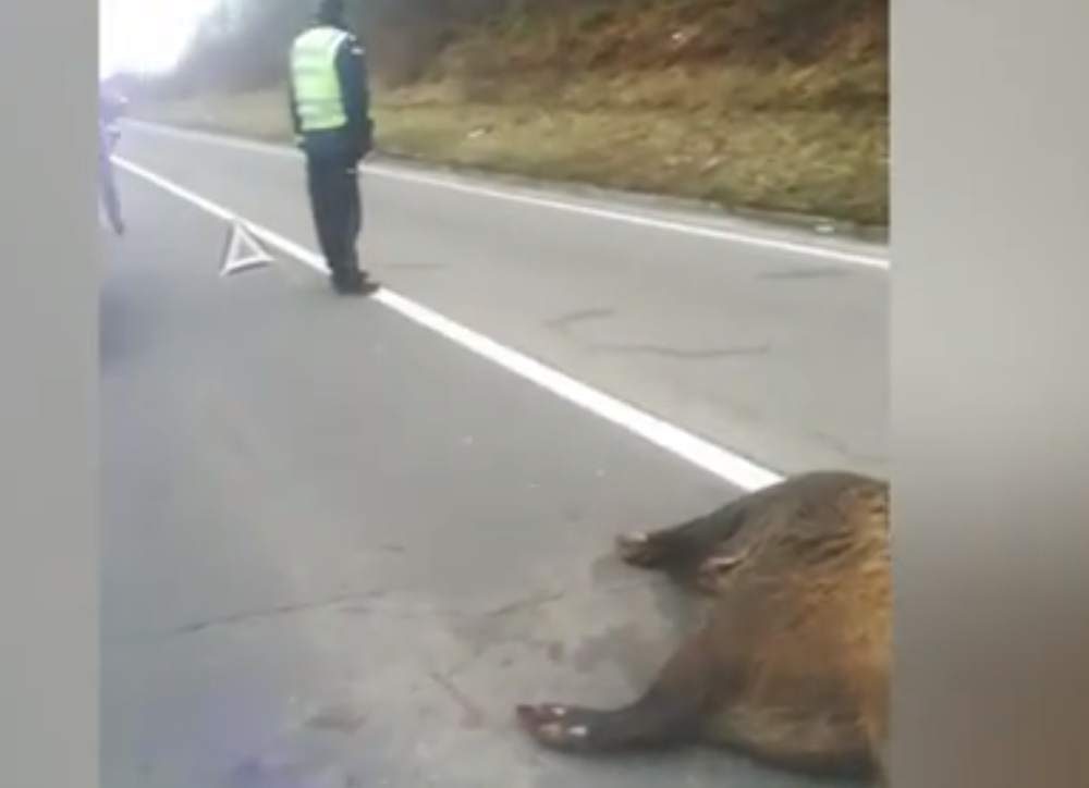 Auto udario divlju svinju, blokirana CELA TRAKA!