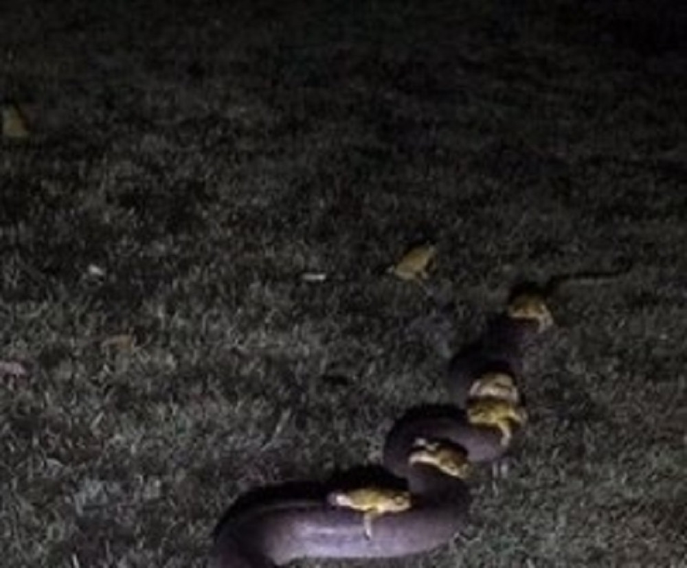 U dvorištu im se pojavila čudna zmijurina, a na leđima je nosila nešto od čega će vas obuzeti jeza! (FOTO)