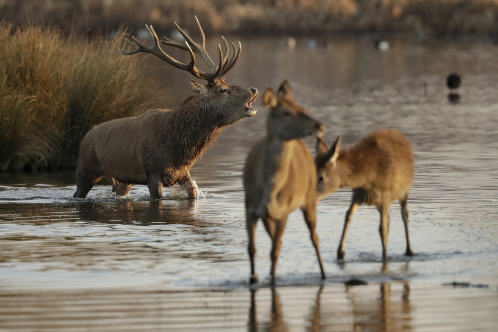 Ovakvi prizori u Srbiji ne mogu da se vide već decenijama! (FOTO)