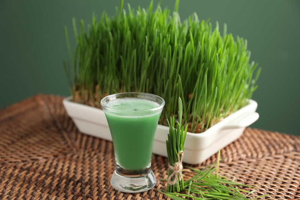 Ove biljke privlače novac, ali sve zavisi gde ih držite