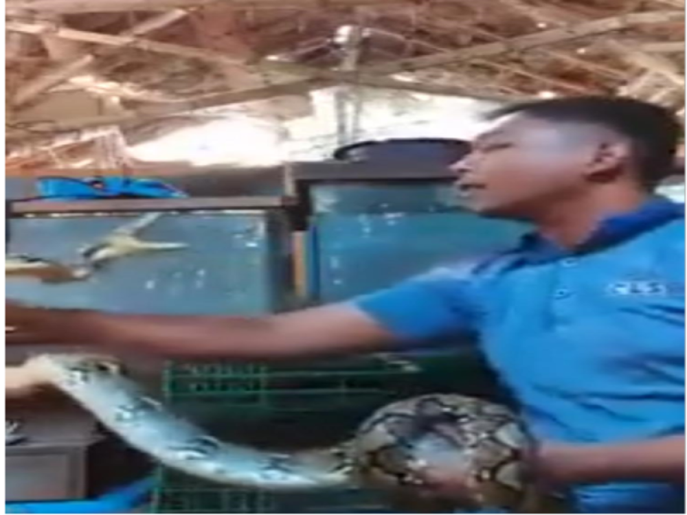 Igrao se sa zmijom misleći da je bespomoćna, ali u jednom trenutku se SVE PREOKRENULO (VIDEO)