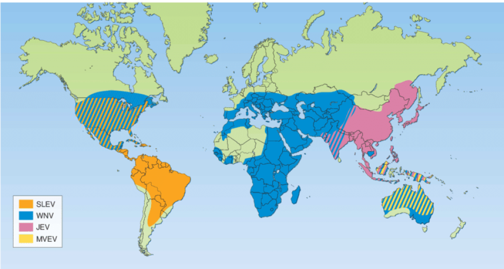 Ovaj smrtonosni virus će poharati Srbiju, napada mozak, najcrnja predviđanja naučnika se OSTVARUJU! (MAPA)