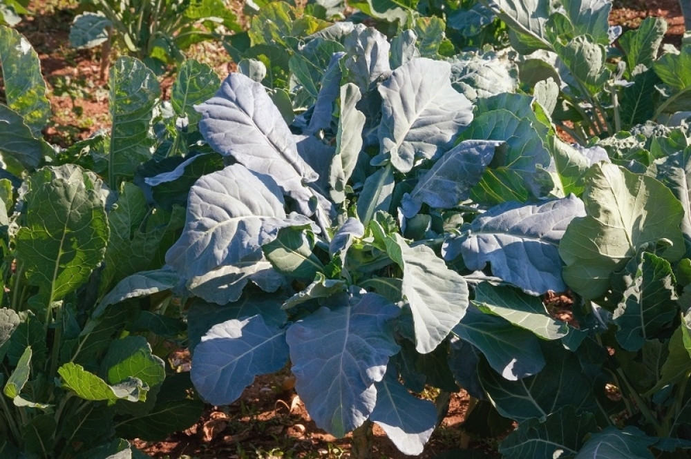 Ova biljka je NAJZDRAVIJA na svetu! Košta samo 40 dinara