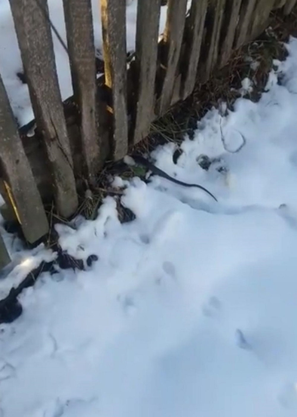 Srbija u šoku zbog zmije koja GMIŽE PO LEDU i "vreba" meštane: Od ovog PREDSKAZANJA svi strepe! (VIDEO)