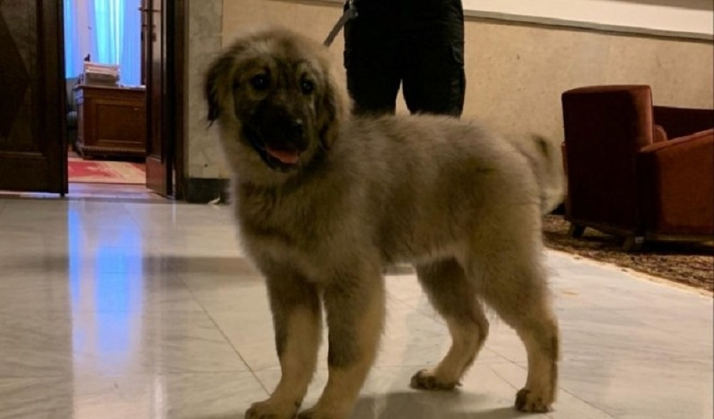 Šarplaninac koga će Vučić pokloniti Putinu krije simboliku pred kojom će se svaki Srbin zalediti! (FOTO)