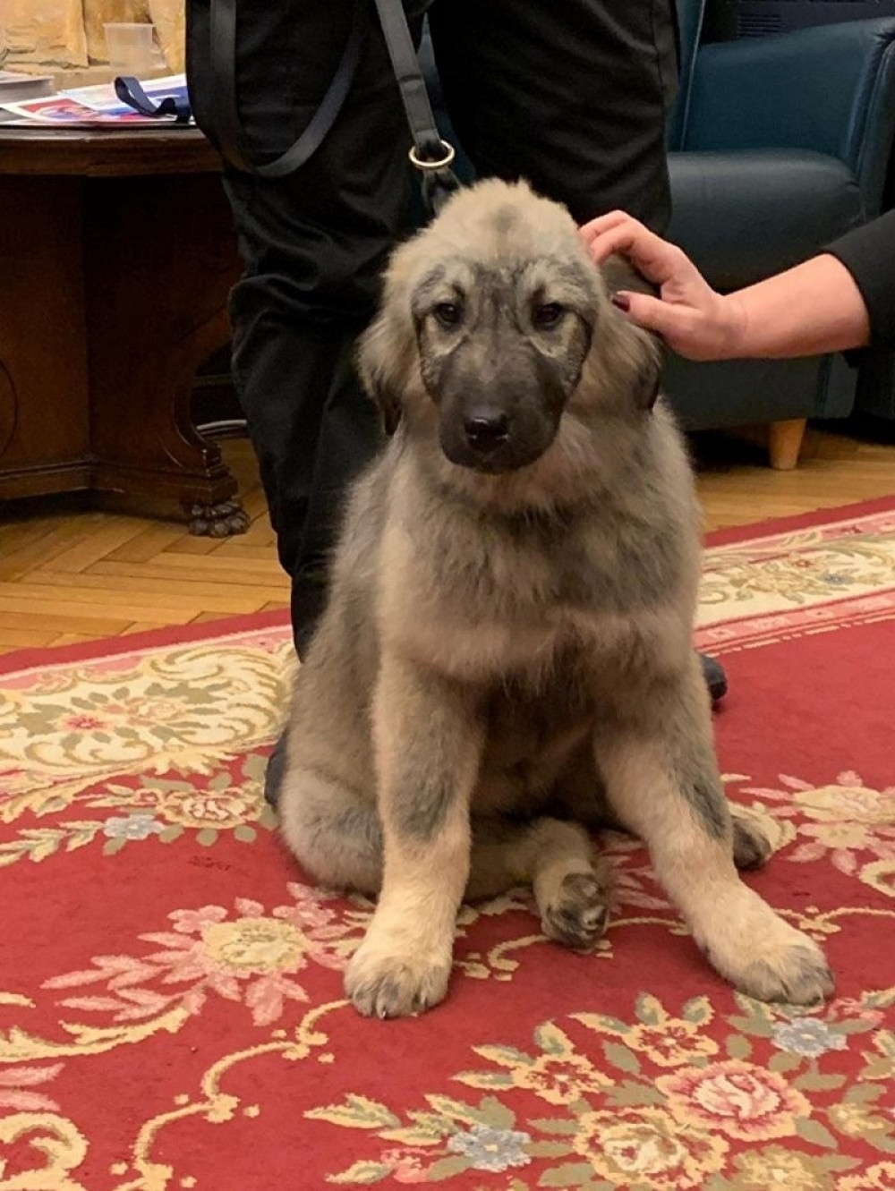 Upoznajte Bafi, Putinovog psa kog će naš šarplaninac obožavati (FOTO)