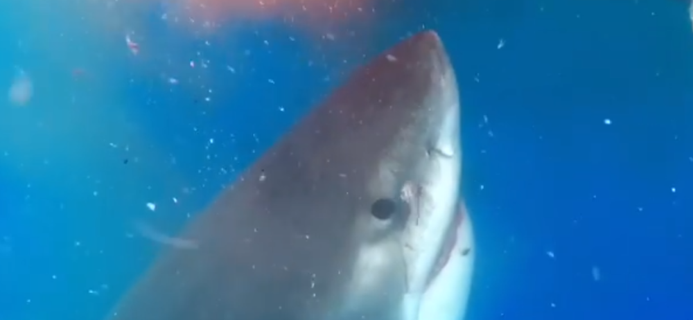 Ajkula rastrgla mladog fudbalera! (FOTO)