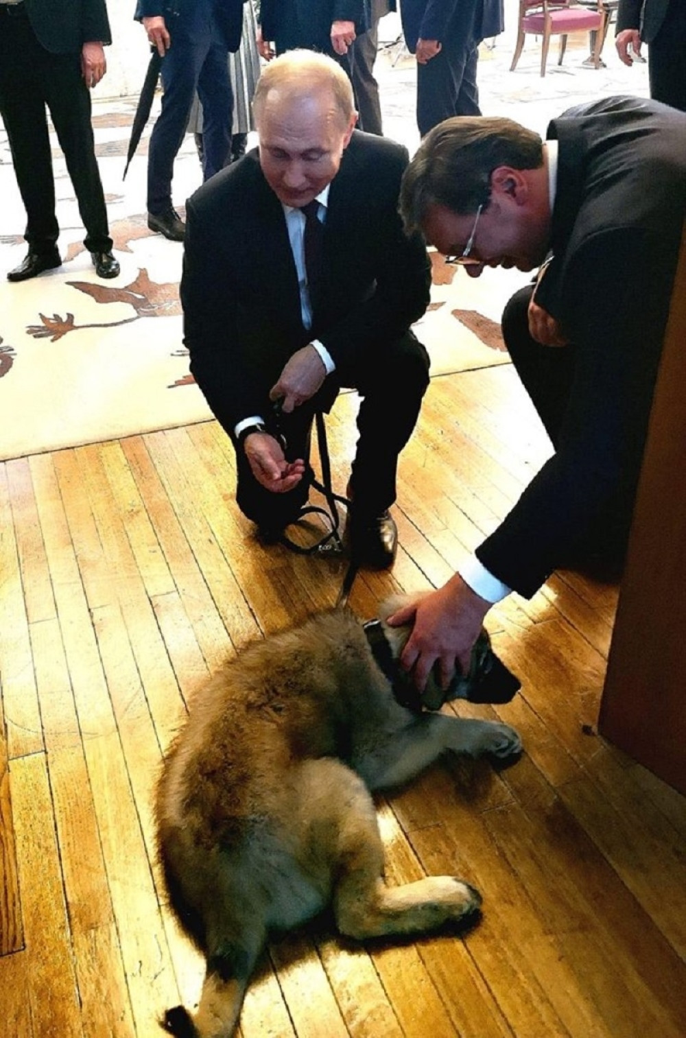 Priština gori zbog šarplaninca, kunu se da je to njihova rasa, već su mu smislili i IME!