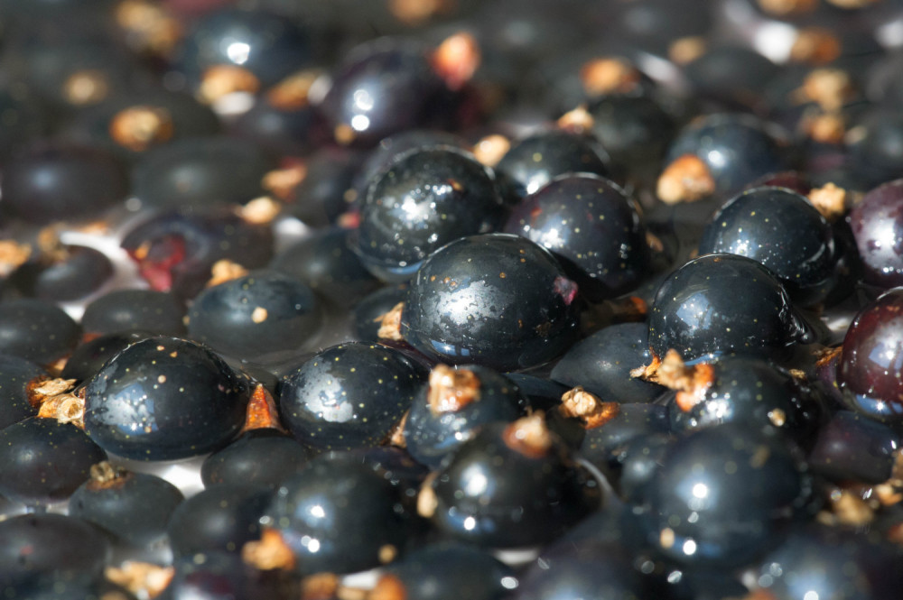 Starinski recept za vino koje uništava SVAKU BOLEST! A pravi se od ovog voća