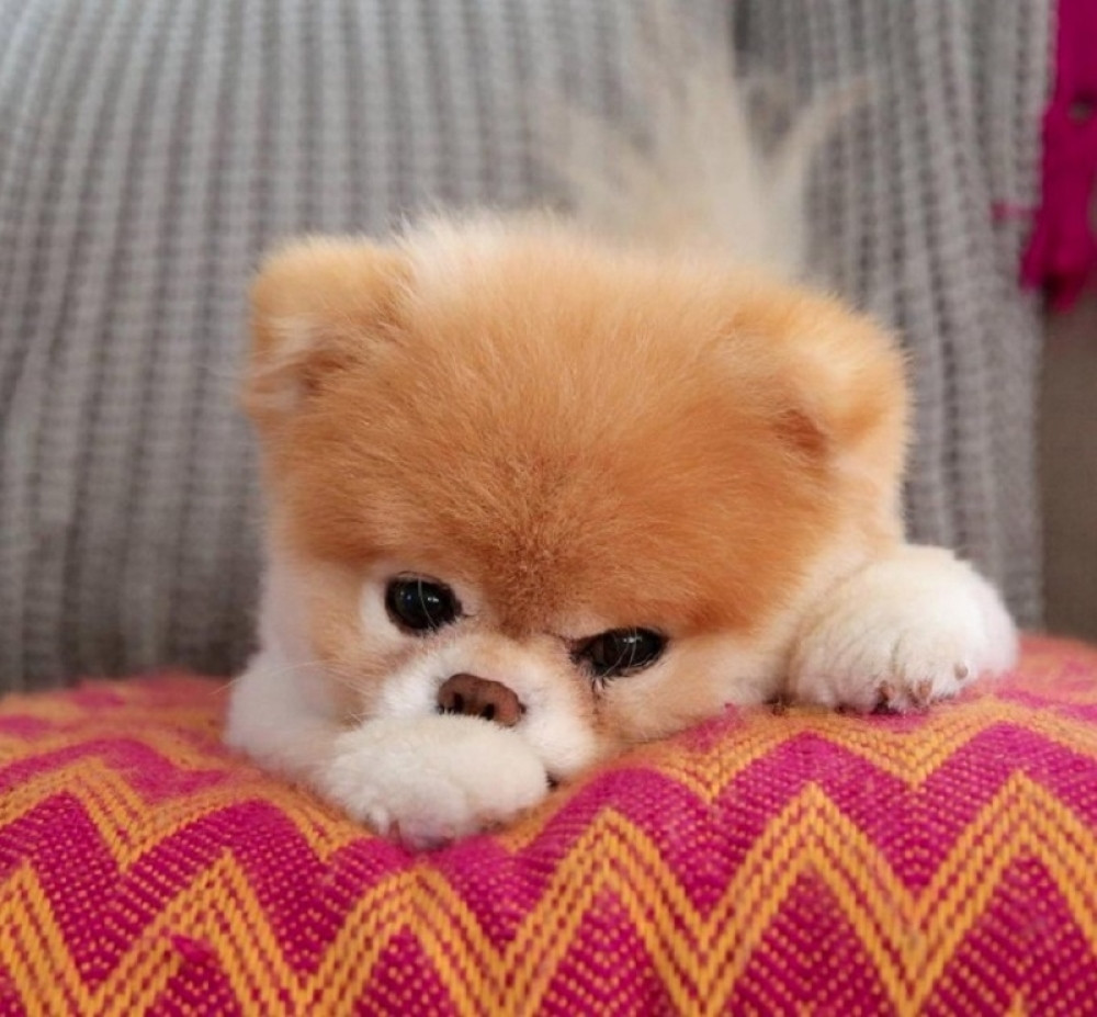 Uginuo najslađi pas sa društvenih mreža! Razboleo se posle smrti najboljeg prijatelja i nije se oporavio