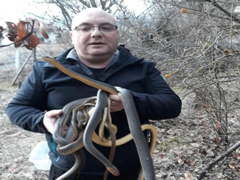 U Vladičinom Hanu otkriven bunar PUN ZMIJA, meštani u strahu!