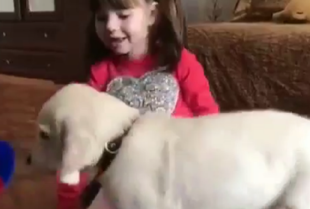 Predsednik lično poklonio psa devojčici iz Rusije. Njen osmeh krije gorke suze