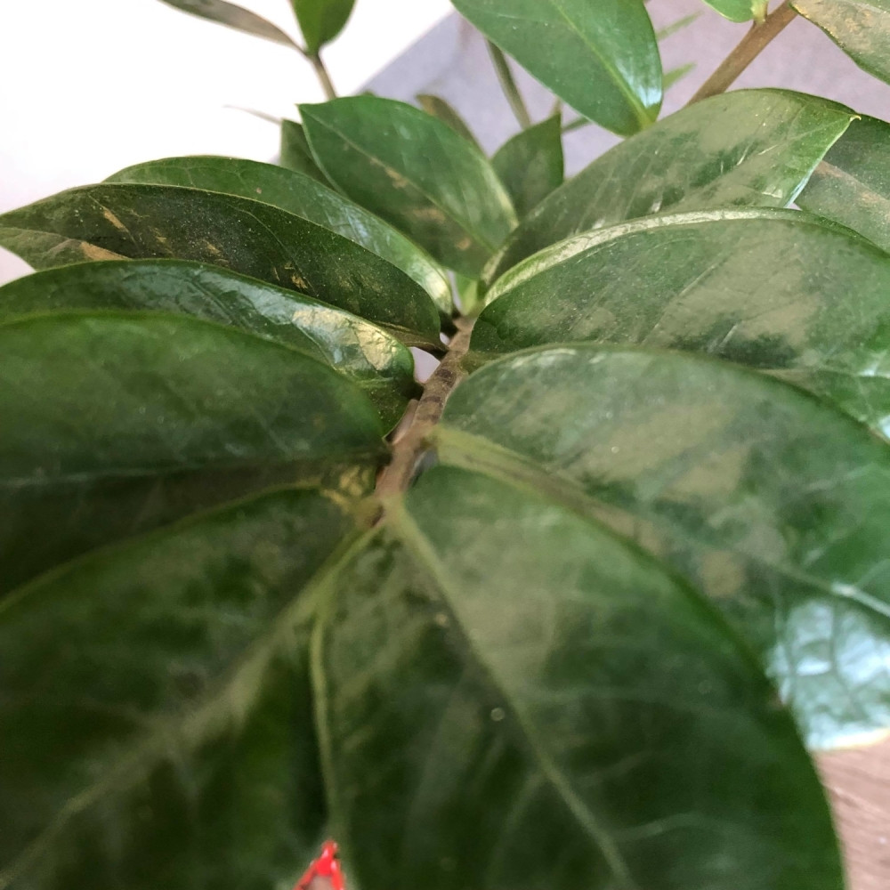 Od davnina se veruje da ova biljka privlači NOVAC i bogatstvo, a košta samo 600 dinara!