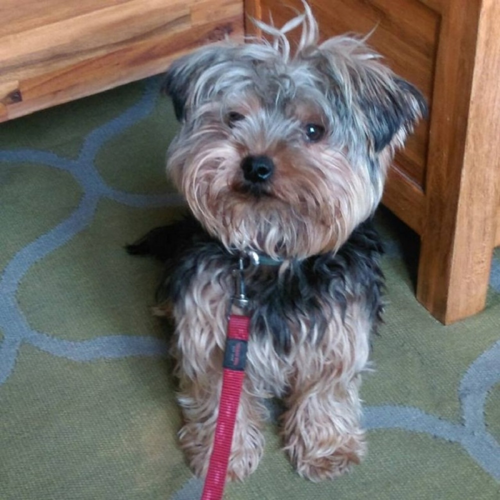 Pomeranje sata utiče i na ljubimce!