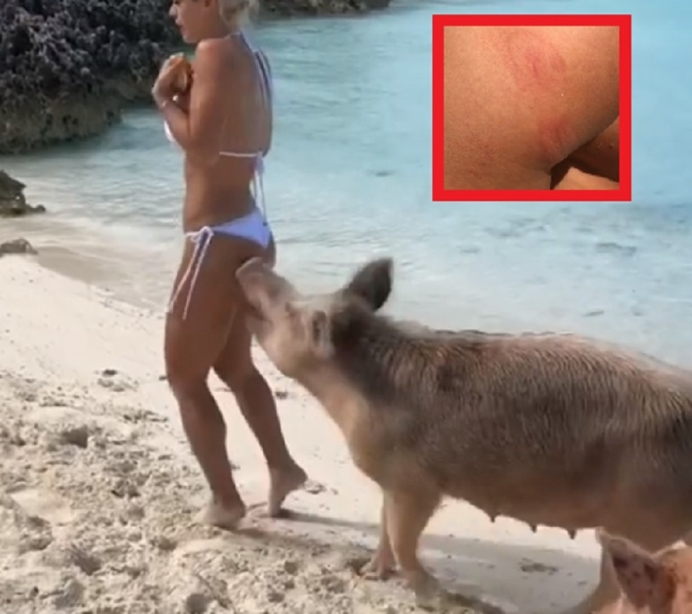Manekenku ugrizla SVINJA za zadnjicu! Vriskala od bolova (VIDEO)