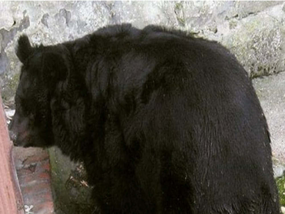 Medved iznenadio sve na Sretenje, nakon što je uradio ovo više nema sumnje kada se zima završava!