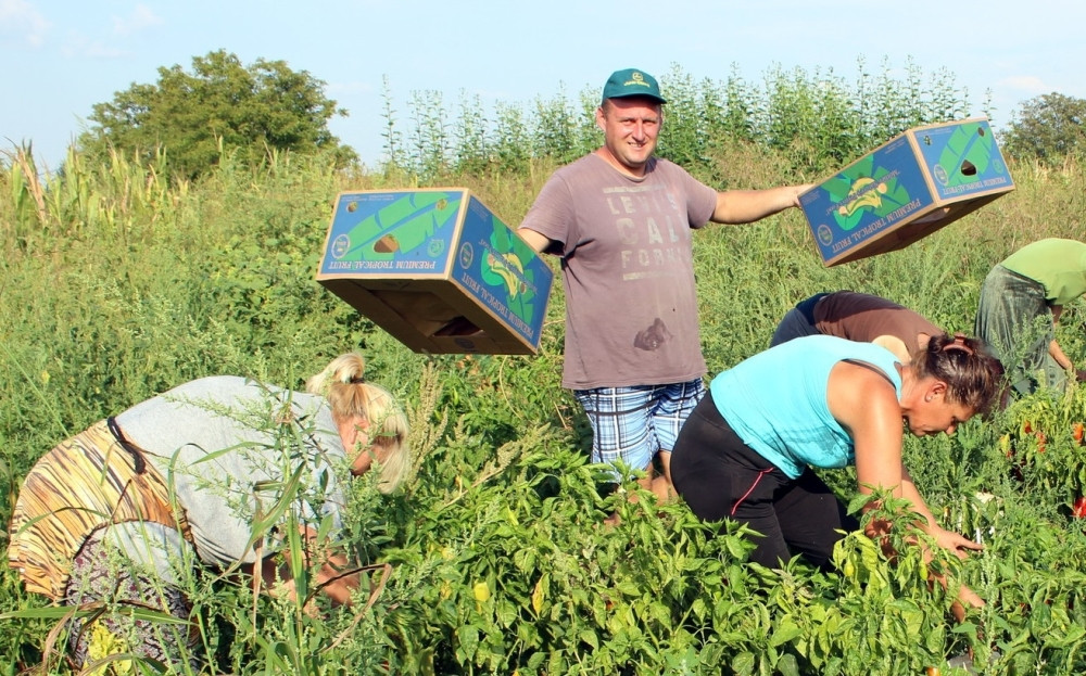 Traže se radnici za branje špargli, ovo su uslovi koje morate da ispunite!