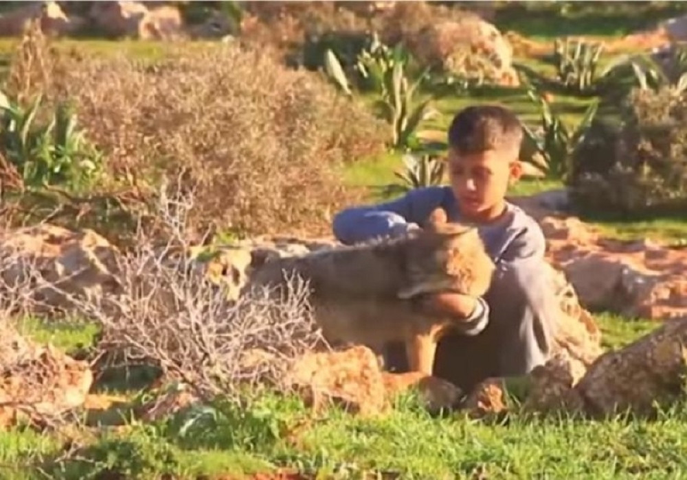 Dečak pripitomio vuka! Zajedno čuvaju ovce, a životinja napada samo u jednom slučaju!
