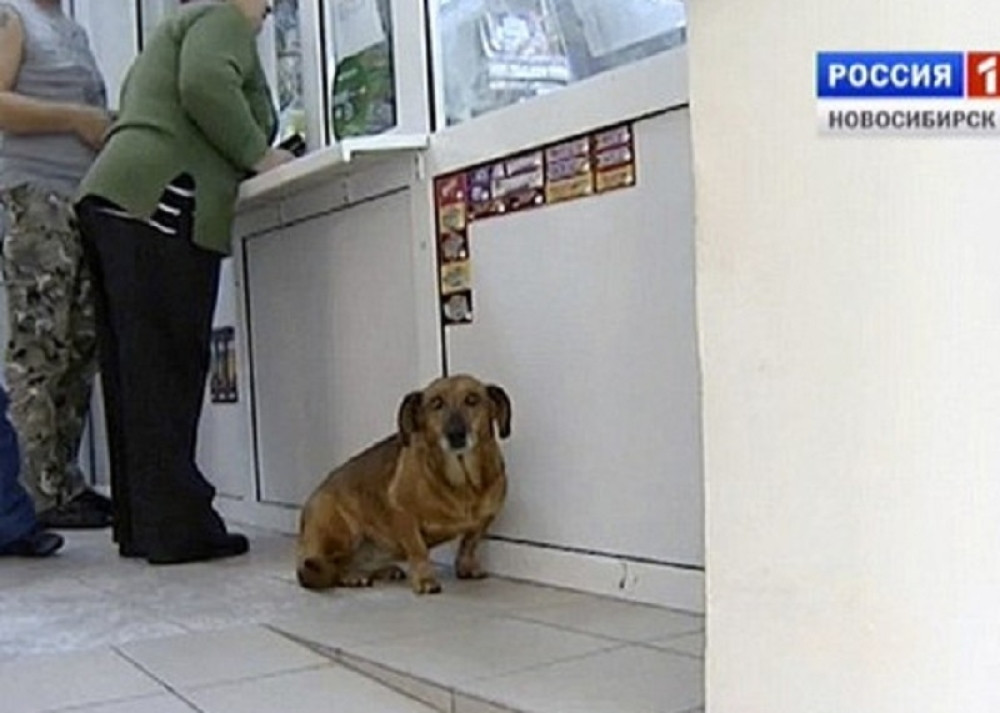 Pas godinu dana čekao preminulog vlasnika ispred bolnice (FOTO)