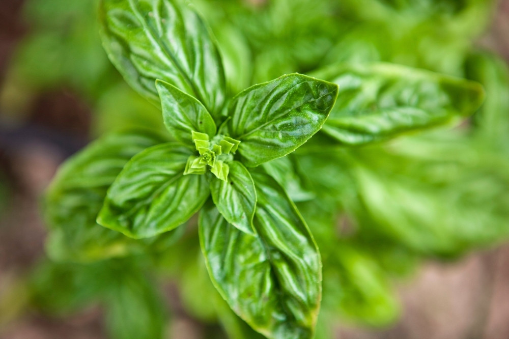 Top pet SAVETA kako da UZGAJATE ZAČINE u vašoj KUHINJI!