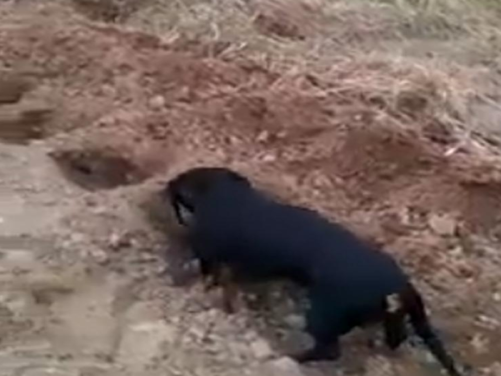 Ovaj jazavičar iz Bosne je oduševio ceo svet, a njegov gazda može samo da bude ponosan! (VIDEO)