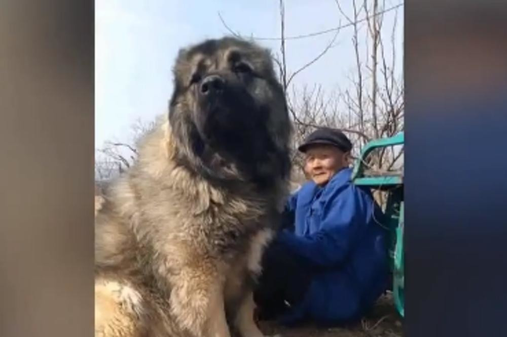 Da li je ovo najveći pas na svetu? Vlasnik je duplo manji od njega, a evo koja je rasa u pitanju (VIDEO)
