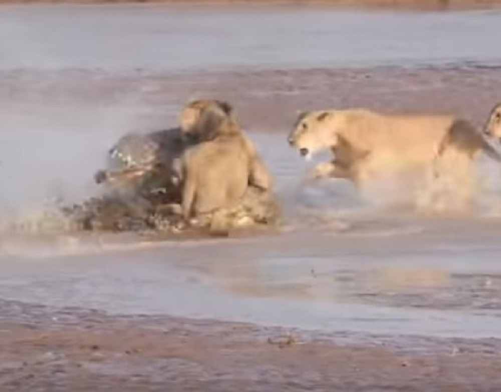 Lavovi napali krokodila u nameri da "doručkuju"... Pogledajte kako se odbranio (VIDEO)