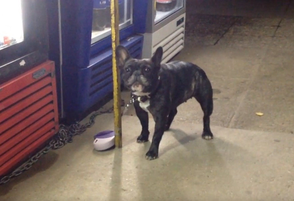 Toliko je blesav, da ne ume čak ni da laje - ali zato grokće (VIDEO)