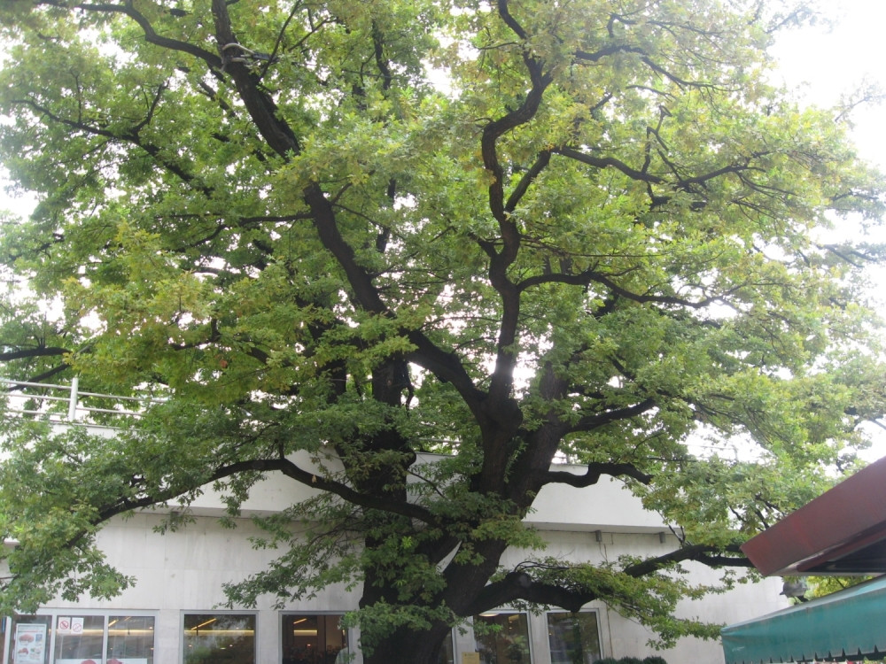 Oni su spomenici prirode i predstavljaju svojevrsnu baštinu našeg glavnog grada!