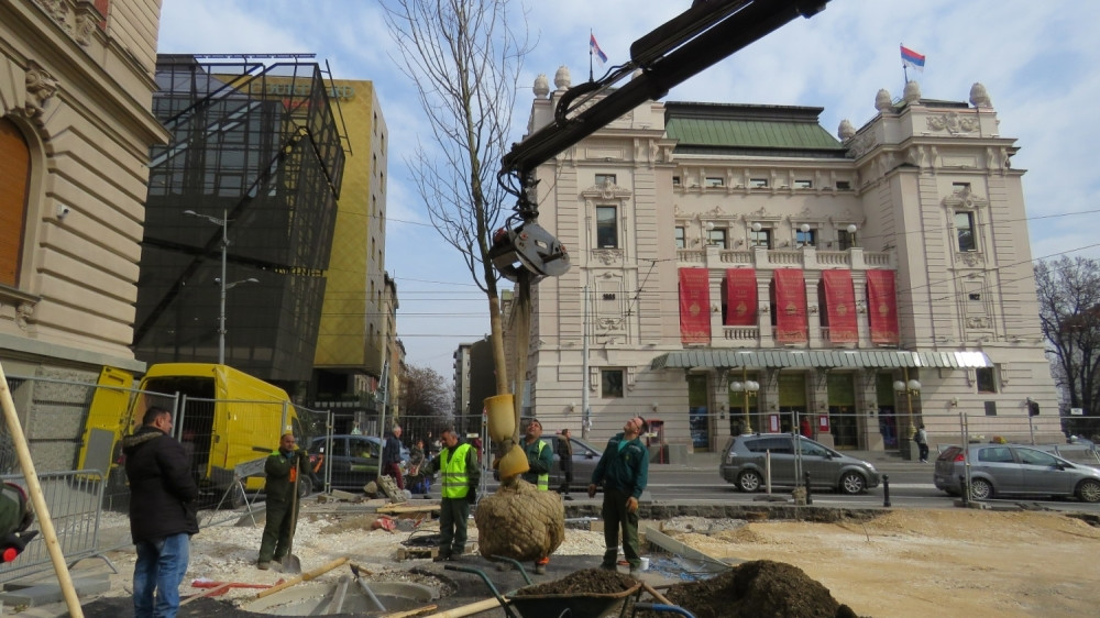 Novih 300 stabala na Kalemegdanu i Ušću