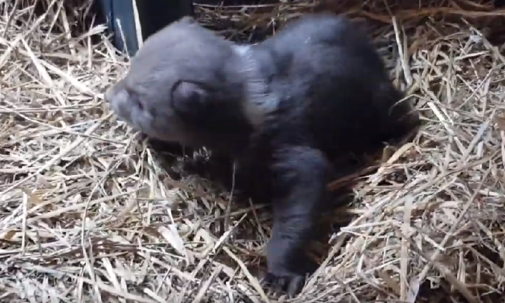 Pronašli meče kraj magistrale! Pogledajte samo koliko je slatko! (VIDEO)
