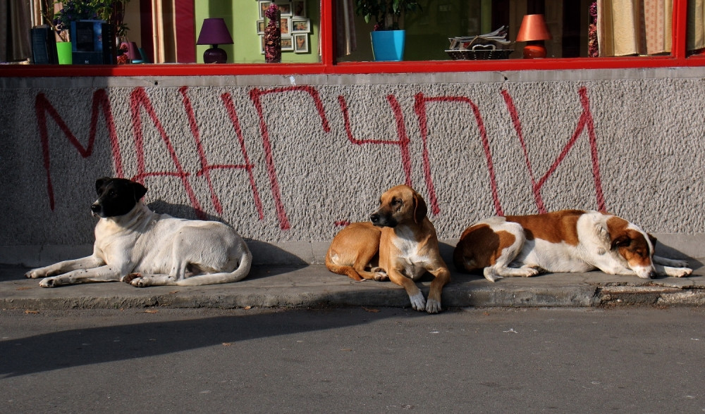 Stroga pravila ponašanja i kazna od milion dinara za napuštanje kućnih ljubimaca!