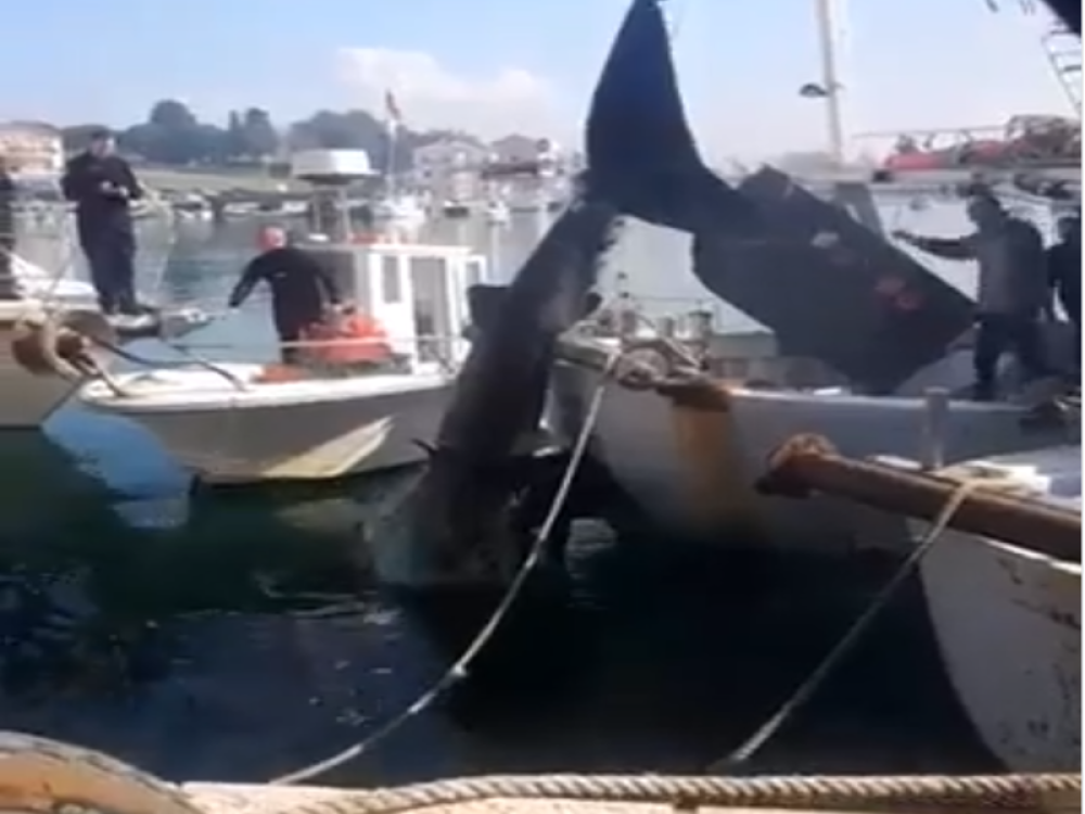 Ajkula od DVE TONE i osam metara izvađena iz Jadrana, ribari u šoku! (VIDEO)