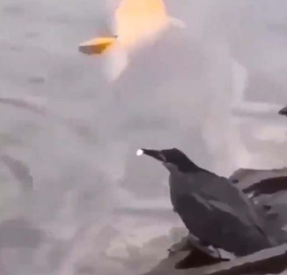 Evo dokaza zašto ove ptice važe za najpametnije životinje na svetu (VIDEO)