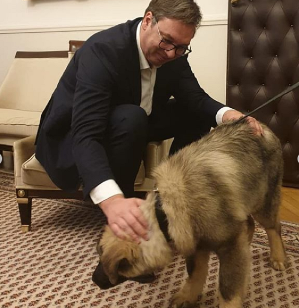 Dobio je mnogo poklona, ali šarplaninac Pako koji je brat Putinovog Paše ga je posebno oduševio! (FOTO)