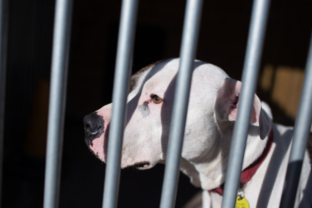 Određena kazna za vlasnika staforda