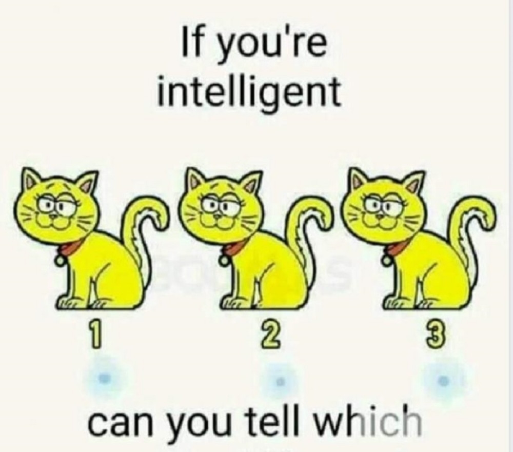 Koja od ove tri mačke se RAZLIKUJE? (FOTO)